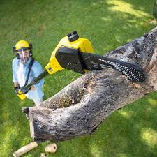 Professional Tree Removal in Three Points, AZ