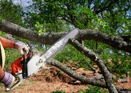 Best Stump Grinding and Removal  in Three Points, AZ