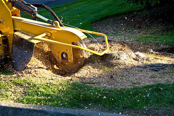 Best Tree Maintenance Programs  in Three Points, AZ